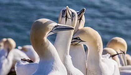 -掘金全场控制节奏轻取尼克斯，掘金打尼克斯预测分析