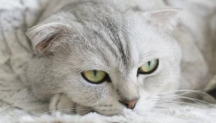 -掘金全场控制节奏轻取尼克斯，掘金打尼克斯预测分析