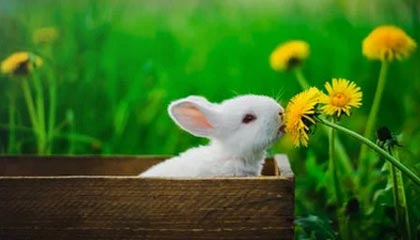 -Astralis 与 Esportal 合作，提升 CS_GO 体验，csgo astralis阵容